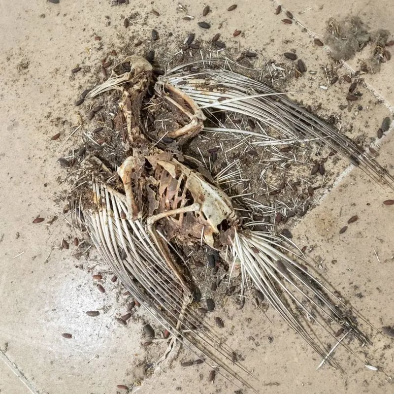 Carcasse e spoglie animali giacenti su strade pubbliche: sono rifiuti ma il Codice Eer resta problematico