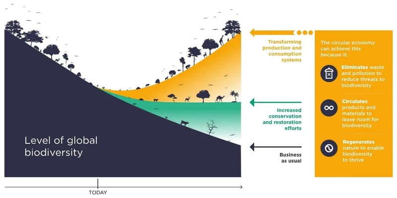 Biodiversità: come l'economia circolare affronta la perdita: l’ultimo report della Ellen MacArthur Foundation