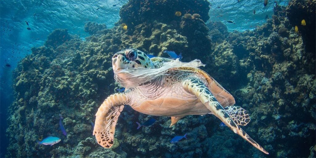 toartaruga soffocata da sacchetto di bioplastica
