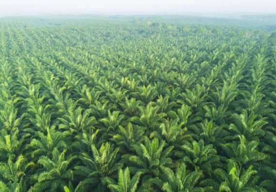 Monocoltura di palme da olio in Indonesia 