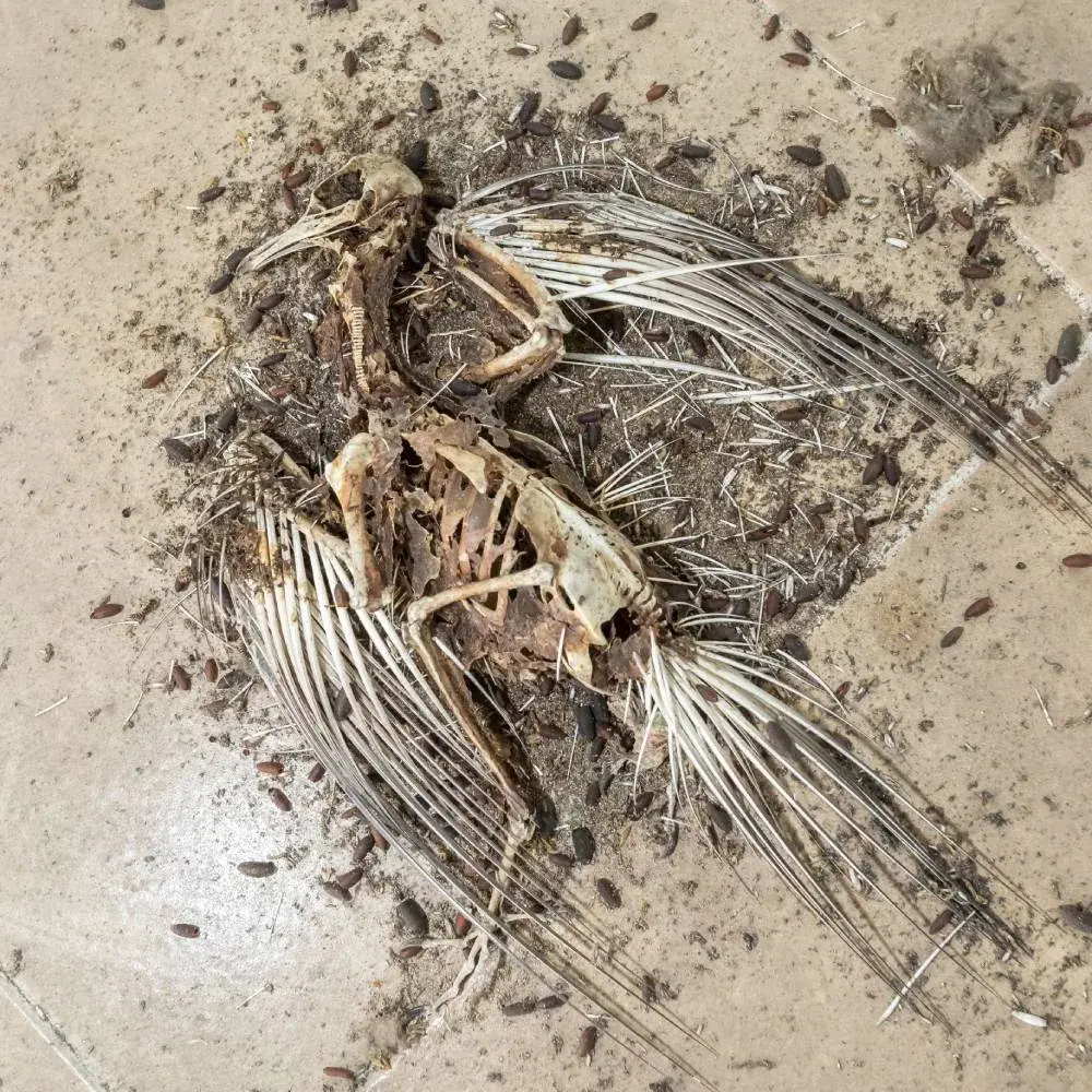 Carcasse e spoglie animali giacenti su strade pubbliche: sono rifiuti ma il Codice Eer resta problematico