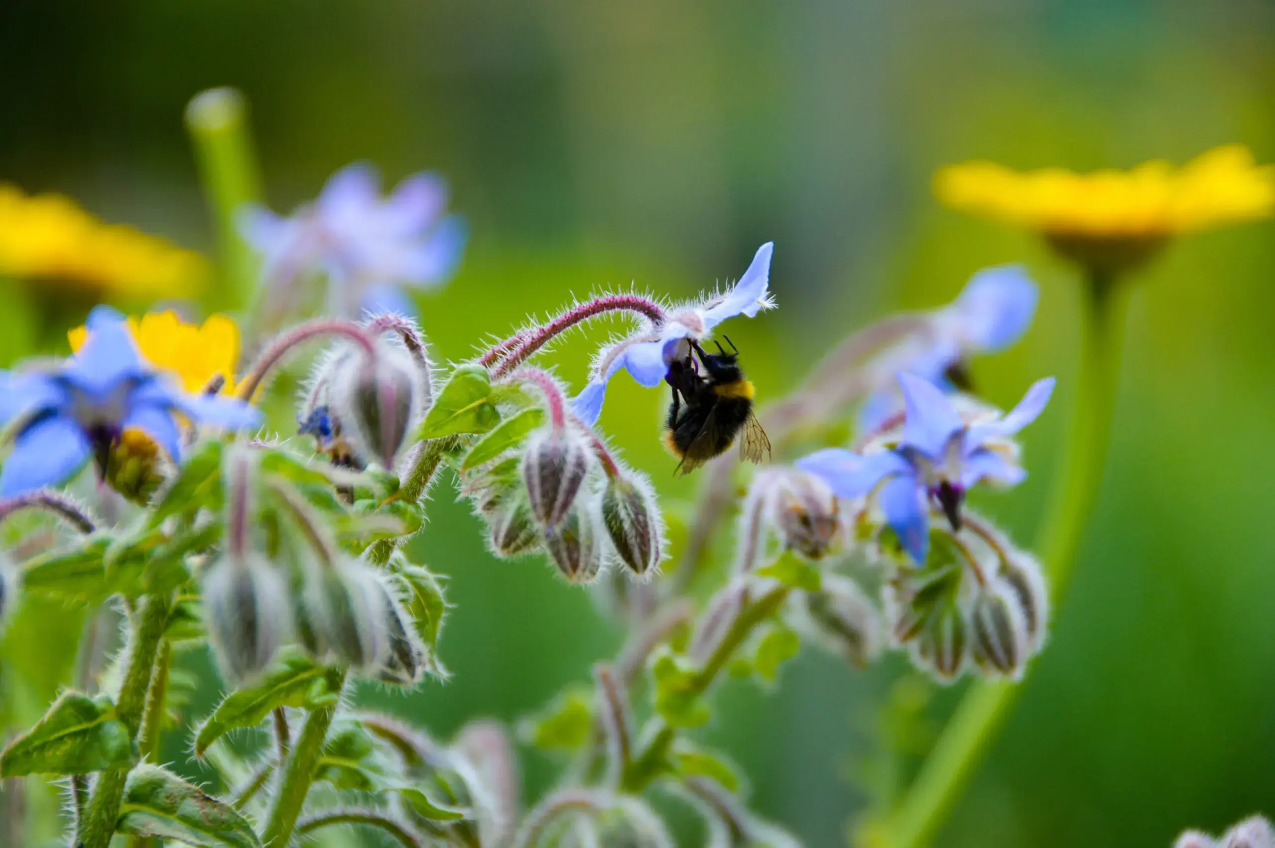 Cop15: accordo storico per fermare la perdita di biodiversità