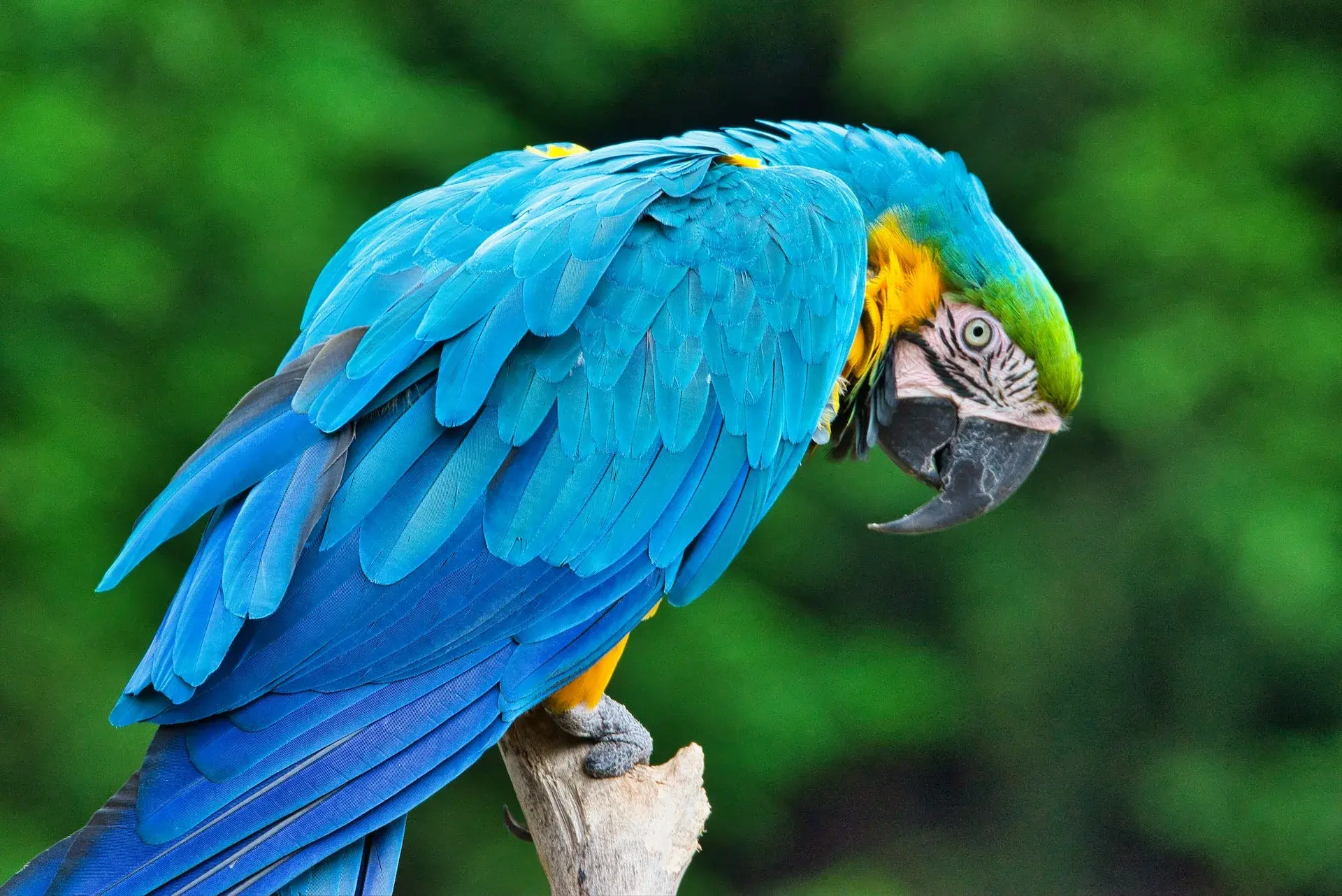 Cop15: i negoziati di Montreal per fermare la perdita di biodiversità