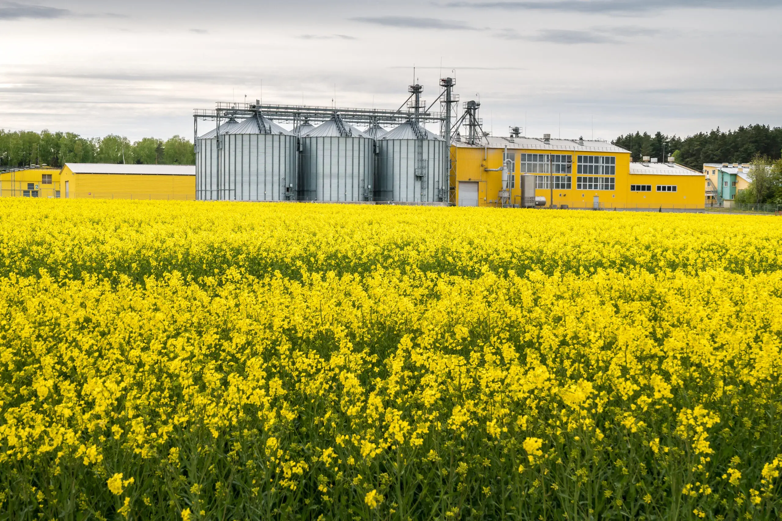 Cosa sono i biocarburanti