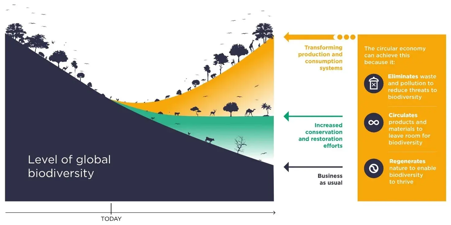 Biodiversità: come l'economia circolare affronta la perdita: l’ultimo report della Ellen MacArthur Foundation