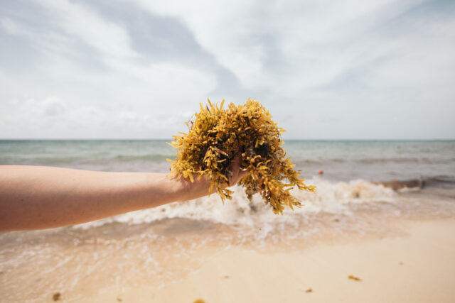 sargasso